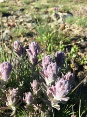 Castilleja schizotricha