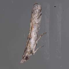 Crocydopora cinigerella