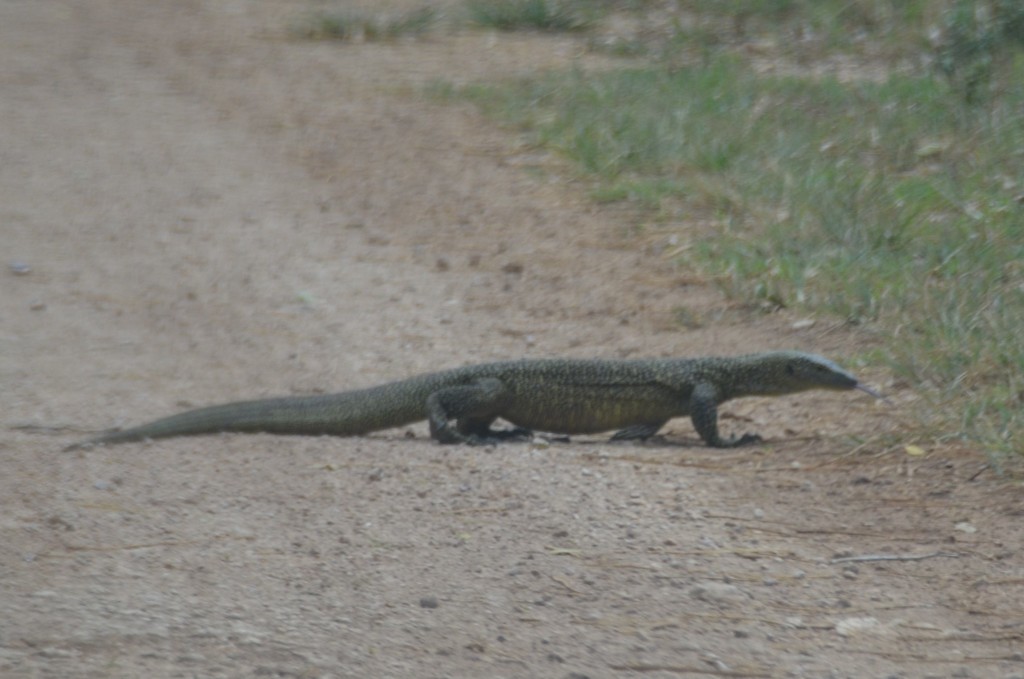 Mariana Monitor