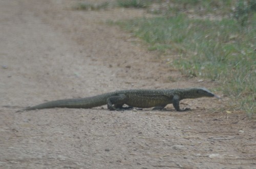 Varanus tsukamotoi