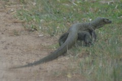 Varanus tsukamotoi