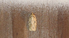 Agonopterix canadensis