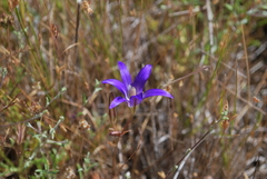 Brodiaea elegans elegans