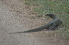 Varanus tsukamotoi
