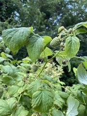 Rubus × loganobaccus