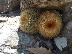 Mammillaria miegiana