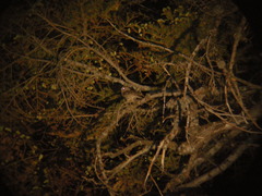 Psiloscops flammeolus