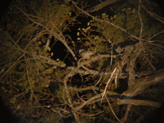 Psiloscops flammeolus