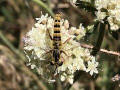 Pseudonomoneura hirta