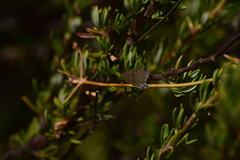 Leptotes marina
