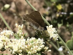 Satyrium