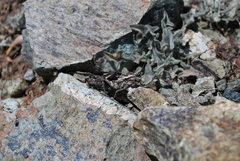 Dracotettix monstrosus