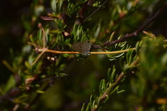 Leptotes marina
