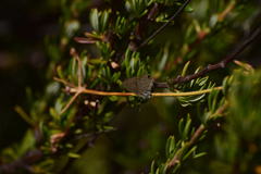 Leptotes marina