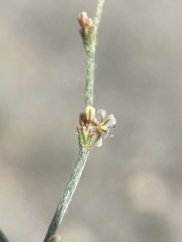 Image of Eriogonum palmerianum by (c) Matt Berger, some rights reserved (CC BY)