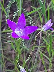 Campanula patula