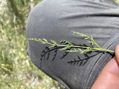Cymopterus petraeus