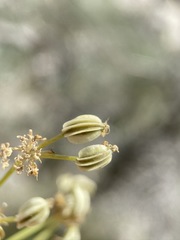 Cymopterus petraeus