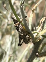 Aeoloplides fuscipes