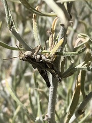 Aeoloplides fuscipes