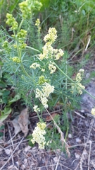 Galium × pomeranicum