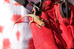 Uta stansburiana
