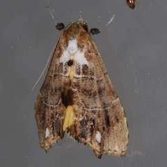 Arrade leucocosmalis