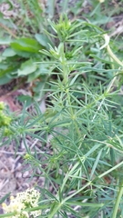 Galium × pomeranicum