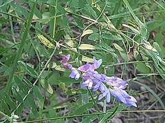 Vicia cracca