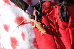 Uta stansburiana