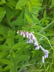 Vicia cracca