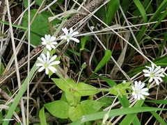Stellaria nemorum