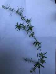 Galium mollugo