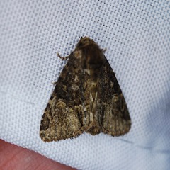 Phosphila turbulenta