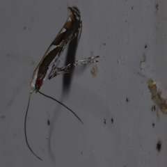 Acrocercops ophiodes