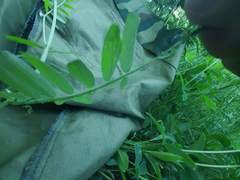 Vicia cracca