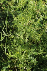 Gypsophila paniculata