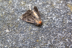 Dasypodia cymatodes
