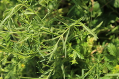 Gypsophila paniculata