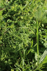 Gypsophila paniculata