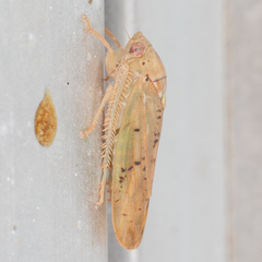 Ponana quadralaba