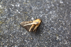 Dasypodia cymatodes