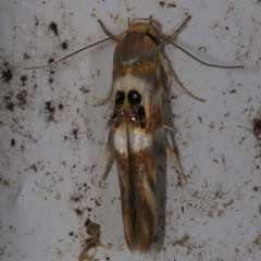 Hieromantis ephodophora