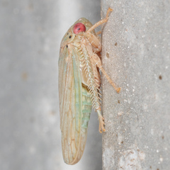 Polana quadrinotata