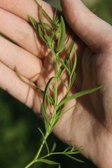 Gypsophila paniculata