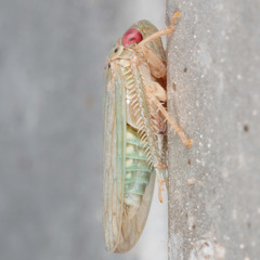 Polana quadrinotata