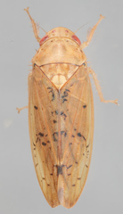 Ponana quadralaba
