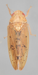 Ponana quadralaba