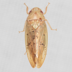Ponana quadralaba
