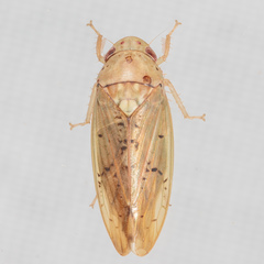 Ponana quadralaba